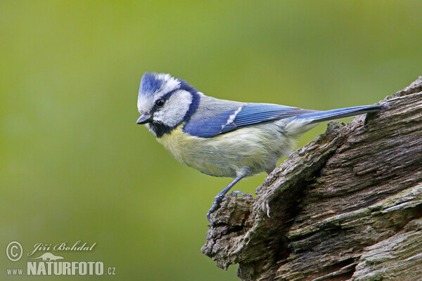 Sýkora modřinka (Cyanistes caeruleus)