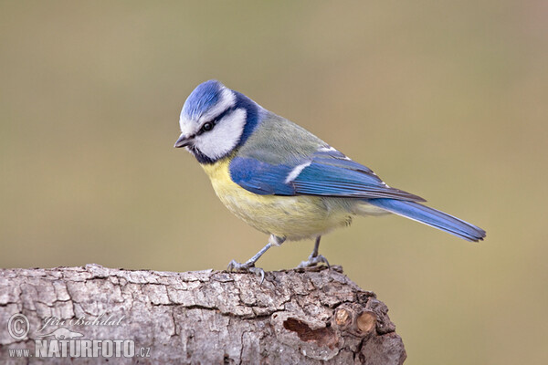 Sýkora modřinka (Cyanistes caeruleus)