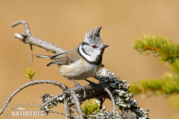 Sýkora parukářka (Lophophanes cristatus)