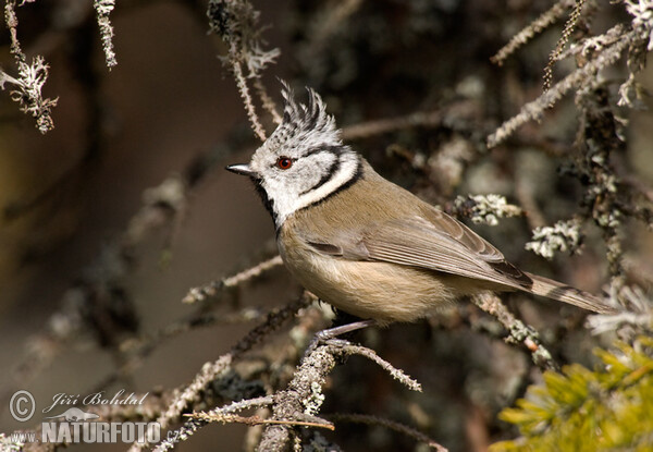 Sýkora parukářka (Lophophanes cristatus)