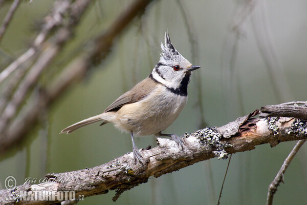 Sýkora parukářka (Lophophanes cristatus)