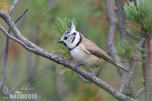 Sýkora parukářka (Lophophanes cristatus)