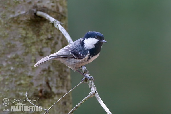 Sýkora úhelníček (Periparus ater)