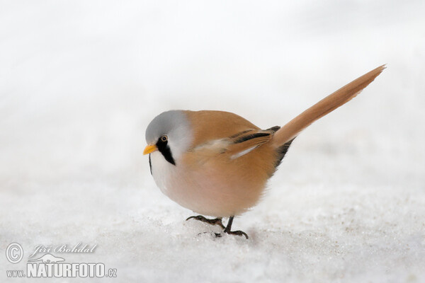 Sýkořice vousatá (Panurus biarmicus)