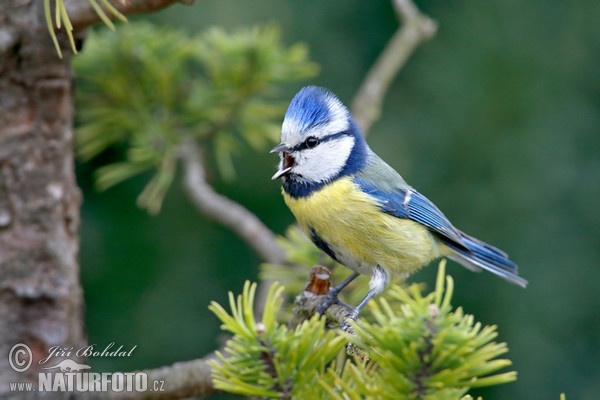 Sýkorka belasá (Cyanistes caeruleus)