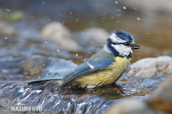 Sýkorka belasá (Cyanistes caeruleus)