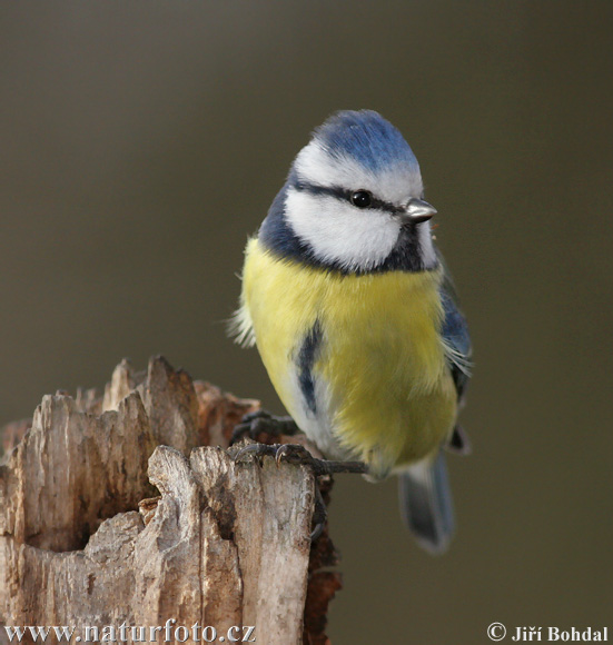 Sýkorka belasá (Cyanistes caeruleus)