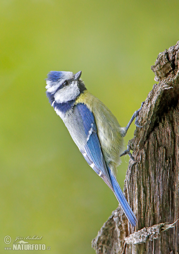 Sýkorka belasá (Cyanistes caeruleus)