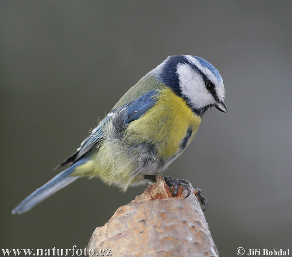 Sýkorka belasá (Cyanistes caeruleus)