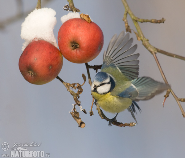 Sýkorka belasá (Cyanistes caeruleus)