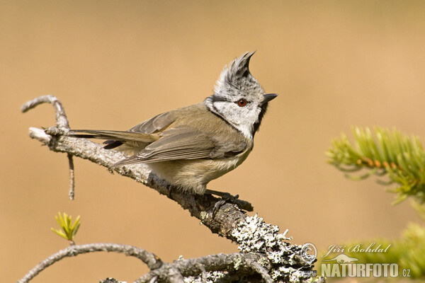 Sýkorka chochlatá (Lophophanes cristatus)