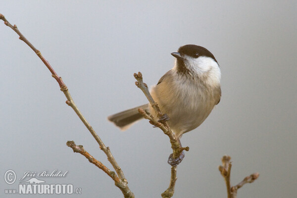 Sýkorka čiernohlavá (Parus montanus)