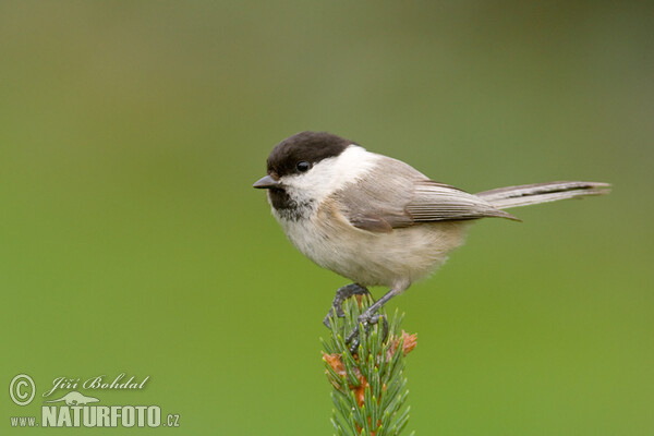 Sýkorka čiernohlavá (Parus montanus)