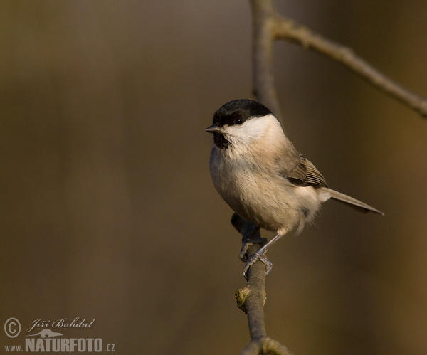 Sýkorka lesklohlavá (Parus palustris)