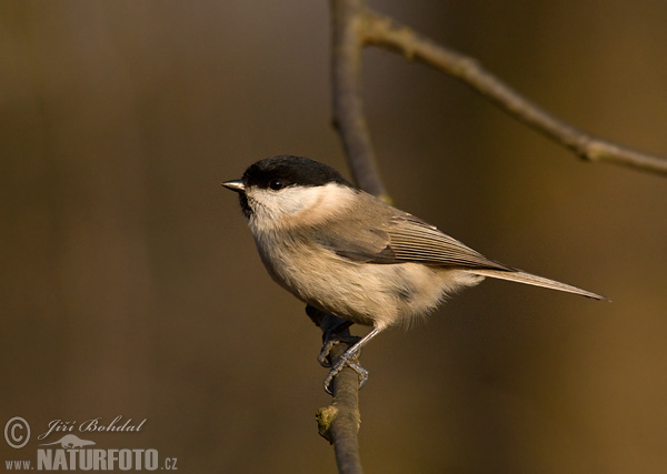 Sýkorka lesklohlavá (Parus palustris)