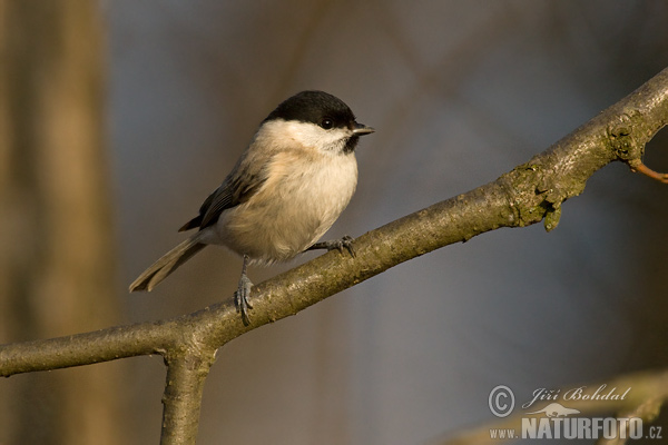 Sýkorka lesklohlavá (Parus palustris)