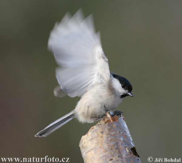 Sýkorka lesklohlavá (Parus palustris)