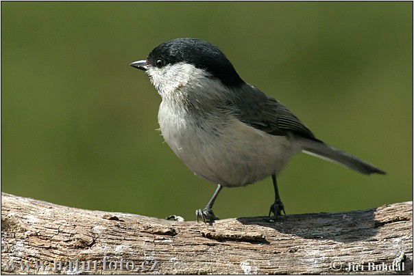 Sýkorka lesklohlavá (Parus palustris)