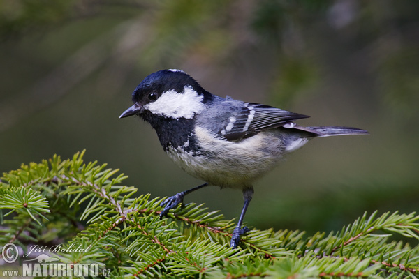 Sýkorka uhliarka (Periparus ater)