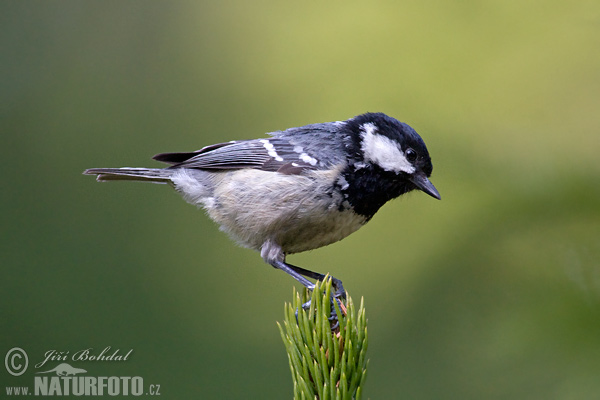 Sýkorka uhliarka (Periparus ater)