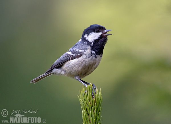 Sýkorka uhliarka (Periparus ater)