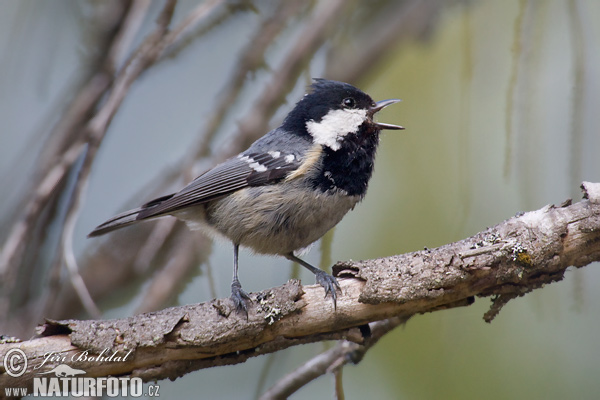 Sýkorka uhliarka (Periparus ater)