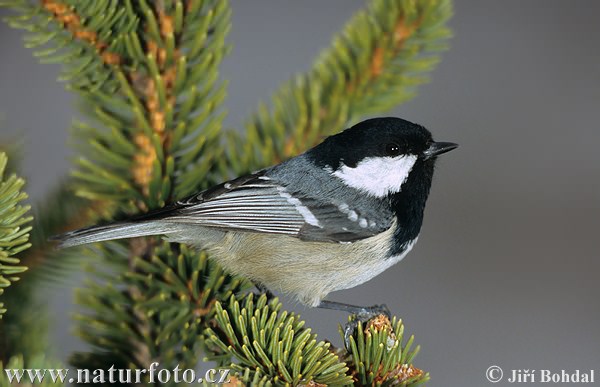 Sýkorka uhliarka (Periparus ater)