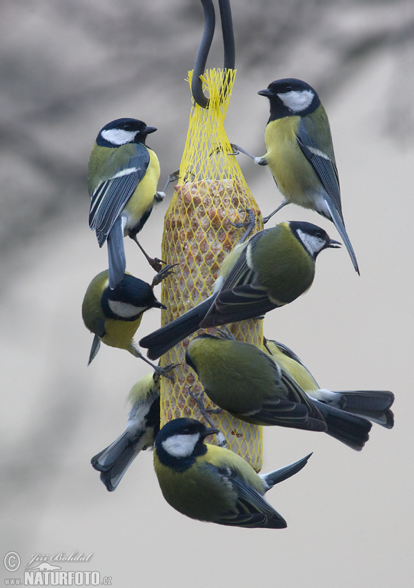 Sýkorka veľká (Parus major)