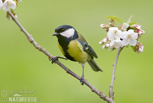 Sýkorka veľká (Parus major)