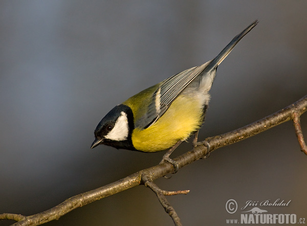 Sýkorka veľká (Parus major)