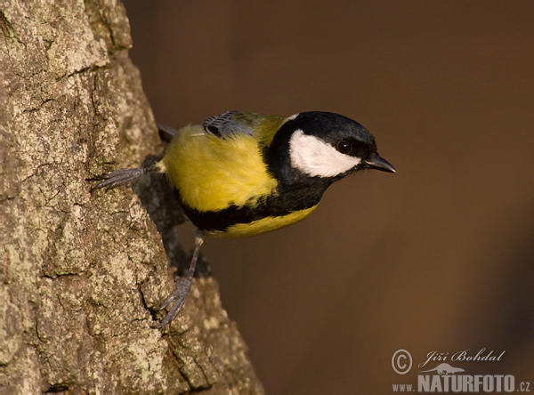 Sýkorka veľká (Parus major)