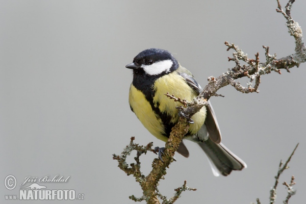 Sýkorka veľká (Parus major)