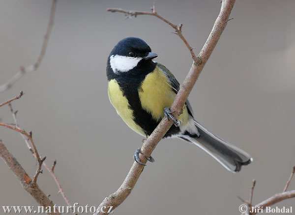 Sýkorka veľká (Parus major)