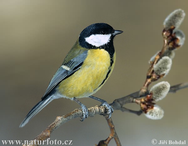 Sýkorka veľká (Parus major)