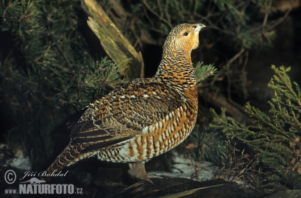 Tetřev hlušec (Tetrao urogallus)