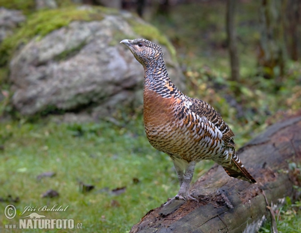 Tetřev hlušec (Tetrao urogallus)