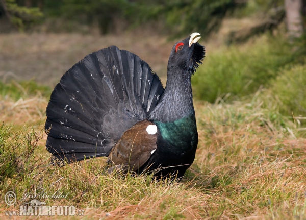 Tetřev hlušec (Tetrao urogallus)