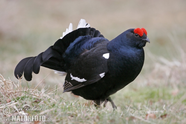 Tetřívek obecný (Tetrao tetrix)