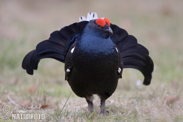 Tetřívek obecný (Tetrao tetrix)