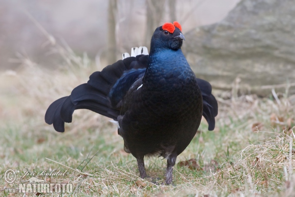 Tetřívek obecný (Tetrao tetrix)