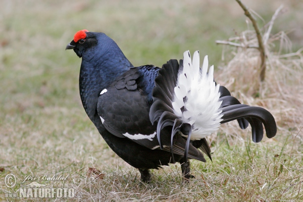 Tetřívek obecný (Tetrao tetrix)