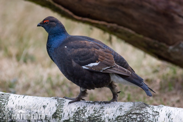 Tetřívek obecný (Tetrao tetrix)