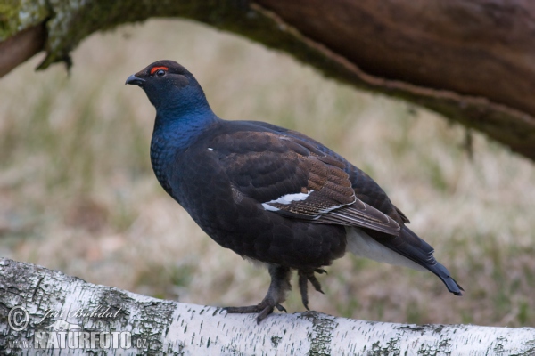 Tetřívek obecný (Tetrao tetrix)