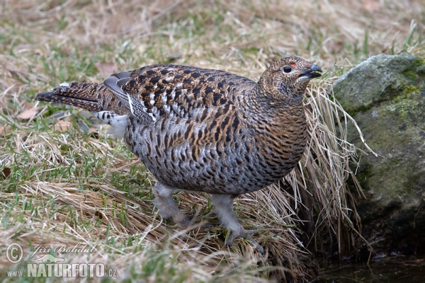 Tetřívek obecný (Tetrao tetrix)