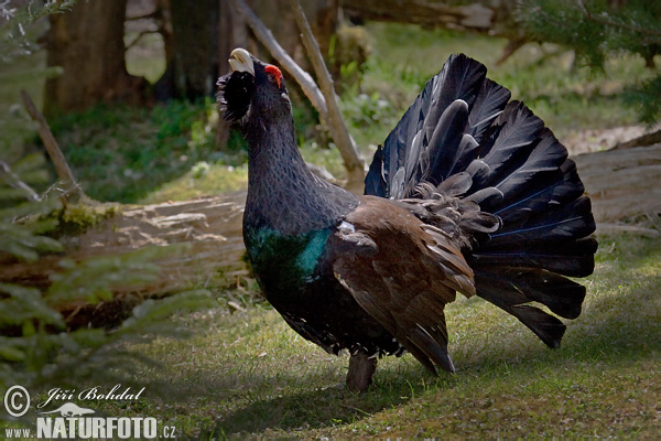 Tetrov hlucháň hôrny (Tetrao urogallus)