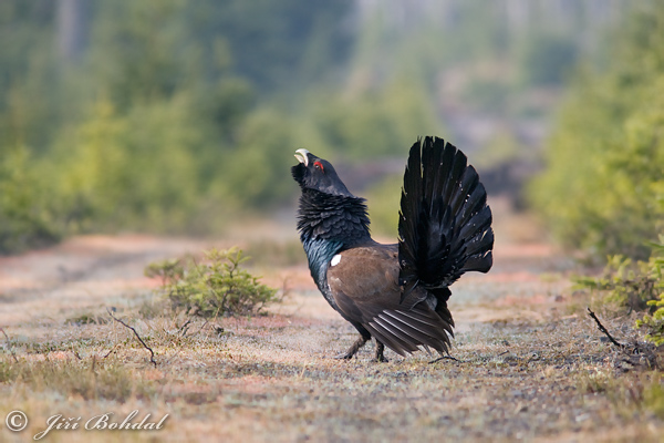 Tetrov hlucháň hôrny (Tetrao urogallus)