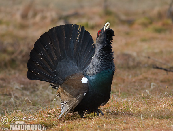 Tetrov hlucháň hôrny (Tetrao urogallus)