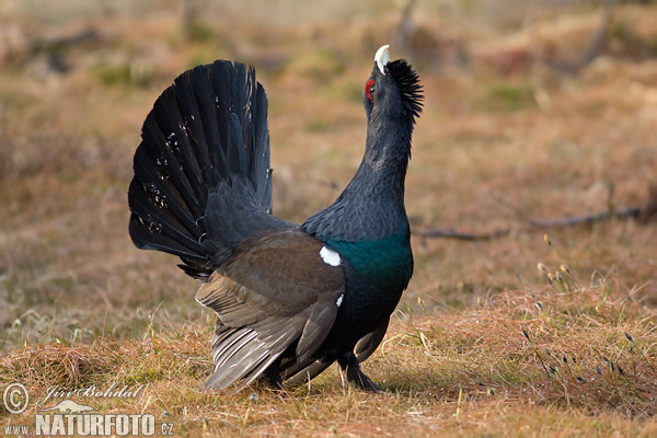 Tetrov hlucháň hôrny (Tetrao urogallus)