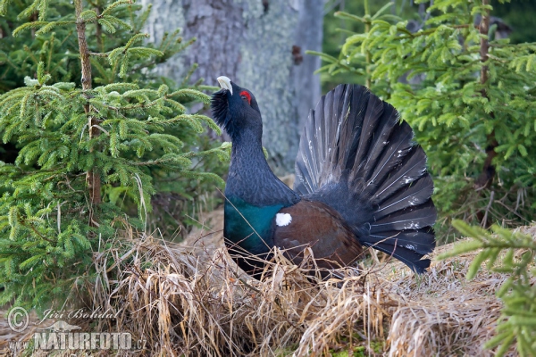 Tetrov hlucháň hôrny (Tetrao urogallus)