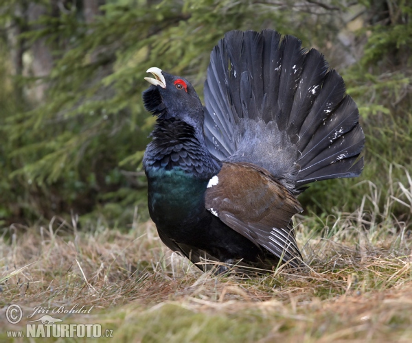 Tetrov hlucháň hôrny (Tetrao urogallus)